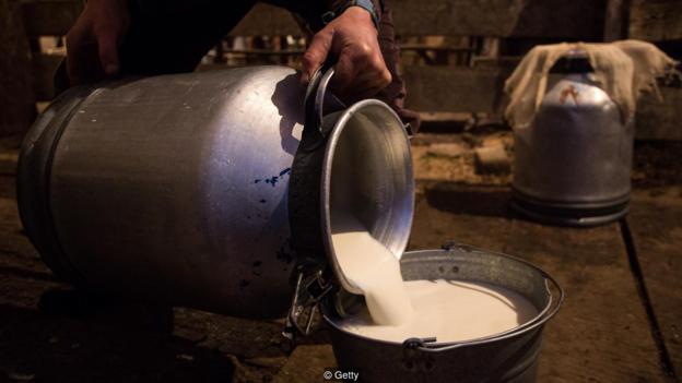图为俄罗斯一座农场上、人们正在倾倒牛奶。与30万年的人类历史相比，喝牛奶还算一种很新奇的习惯。
