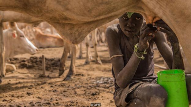 一名苏丹男孩正在给奶牛挤奶。为何有些放牧种群会进化出乳糖分解酶续存性，是一个由来已久的谜题。